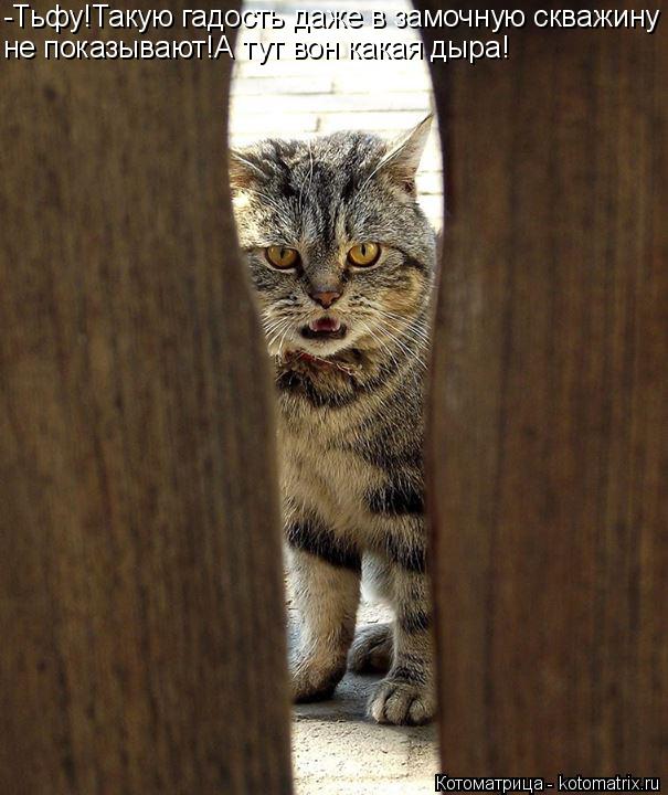 Котоматрица: -Тьфу!Такую гадость даже в замочную скважину не показывают!А тут вон какая дыра!