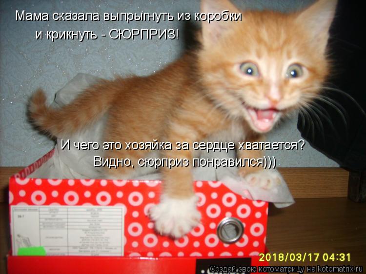Мама сказала выпрыгнуть из коробки и крикнуть - СЮРПРИЗ! И чего это хозяйка за сердце хватается? Вид... Котоматрица: Мама сказала выпрыгнуть из коробки и крикнуть - СЮРПРИЗ! И чего это хозяйка за сердце хватается? Видно, сюрприз понравился)))