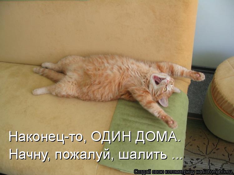Котоматрица: Наконец-то, ОДИН ДОМА. Начну, пожалуй, шалить ...