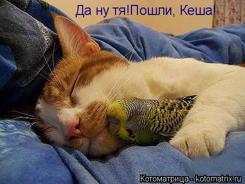 Да ну тя!Пошли, Кеша!... Котоматрица: Да ну тя!Пошли, Кеша!