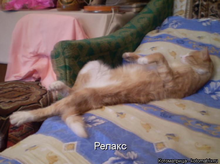 Котоматрица: Релакс