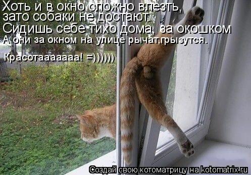 Котоматрица: Хоть и в окно сложно влезть, зато собаки не достают. Сидишь себе тихо дома, за окошком А они за окном на улице рычат,грызутся. Красотааааааа! =