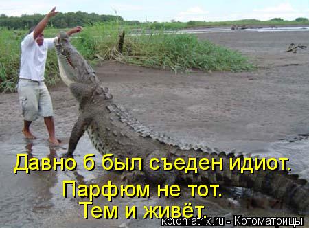 Давно б был съеден идиот. Парфюм не тот. Тем и живёт.... Котоматрица: Давно б был съеден идиот. Парфюм не тот. Тем и живёт.