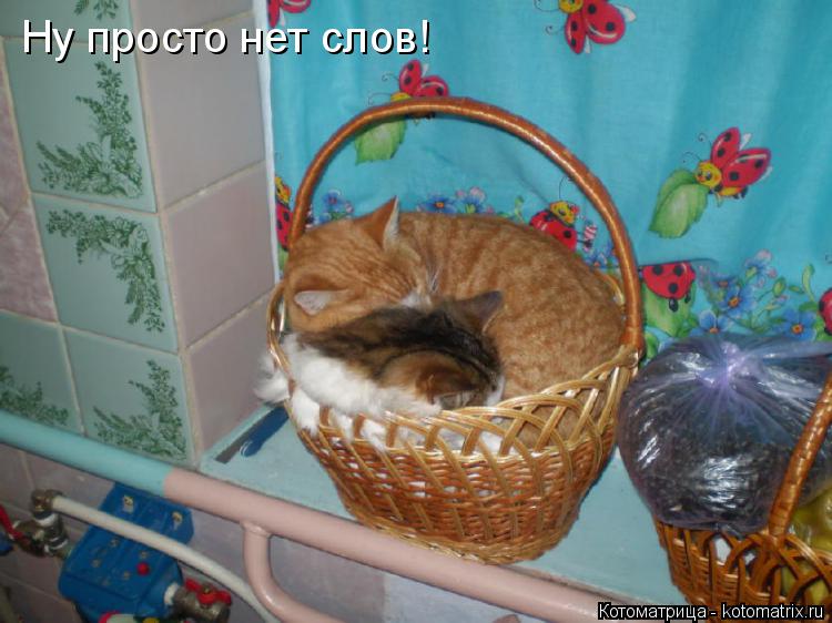Котоматрица: Ну просто нет слов!