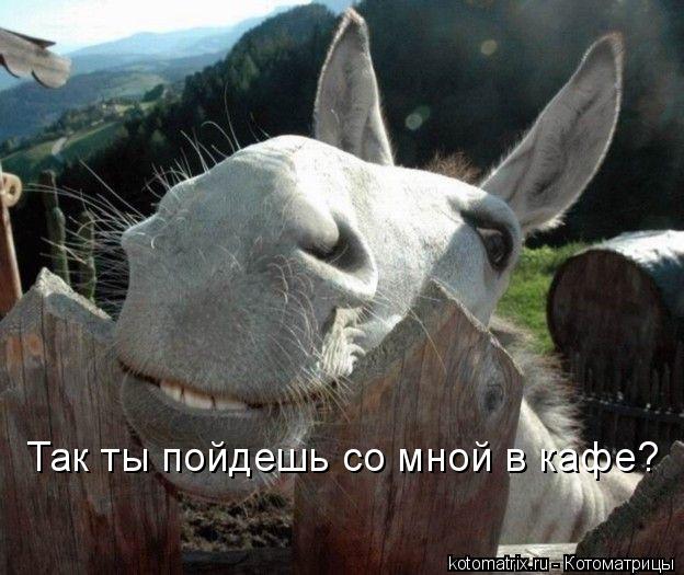 Котоматрица: Так ты пойдешь со мной в кафе?