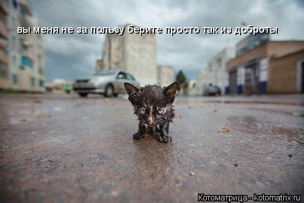 Котоматрица: вы меня не за пользу берите просто так из доброты