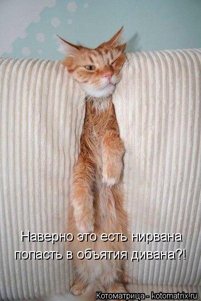 Наверно это есть нирвана попасть в объятия дивана?!... Котоматрица: Наверно это есть нирвана попасть в объятия дивана?!