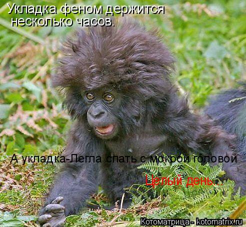 Котоматрица: Укладка феном держится несколько часов. А укладка-Легла спать с мокрой головой Целый день...