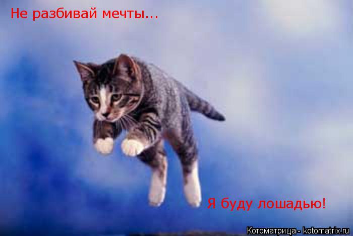 Не разбивай мечты... Я буду лошадью!... Котоматрица: Не разбивай мечты... Я буду лошадью!
