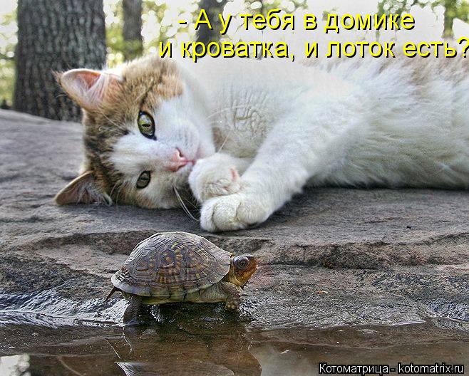 Котоматрица: и кроватка, и лоток есть? - А у тебя в домике