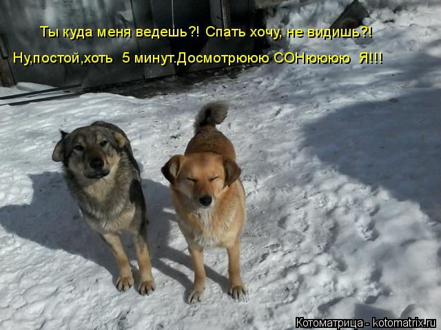 Котоматрица: Ты куда меня ведешь?! Спать хочу, не видишь?! Ну,постой,хоть  5 минут.Досмотрююю СОНюююю  Я!!!