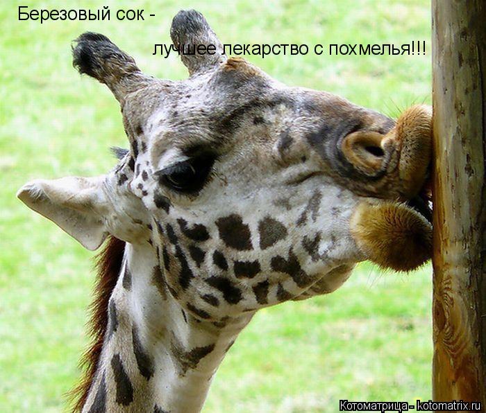 Березовый сок - лучшее лекарство с похмелья!!!... Котоматрица: Березовый сок - лучшее лекарство с похмелья!!!