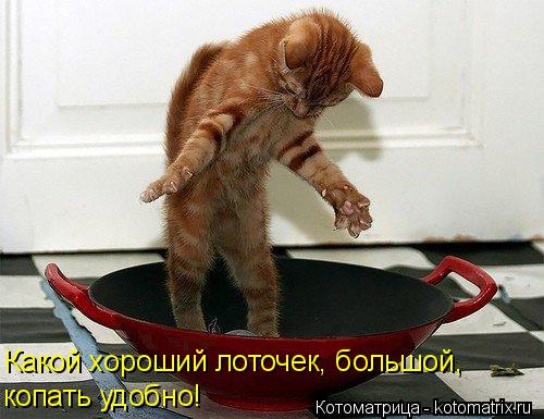 Какой хороший лоточек, большой, копать удобно!... Котоматрица: Какой хороший лоточек, большой, копать удобно!