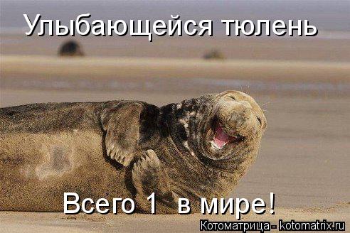 Котоматрица: Улыбающейся тюлень Всего 1  в мире!