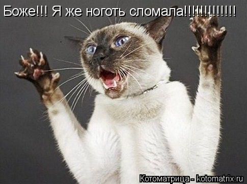 Боже!!! Я же ноготь сломала!!!!!!!!!!!!!... Котоматрица: Боже!!! Я же ноготь сломала!!!!!!!!!!!!!