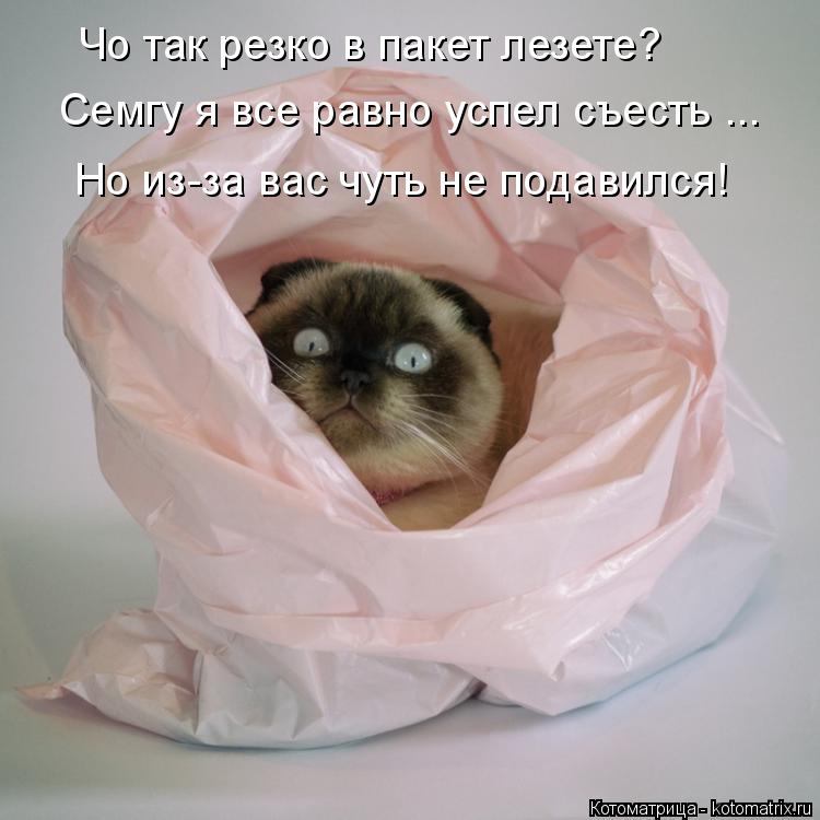 Но из-за вас чуть не подавился! Чо так резко в пакет лезете? Семгу я все равно успел съесть ...... Котоматрица: Но из-за вас чуть не подавился! Чо так резко в пакет лезете? Семгу я все равно успел съесть ...