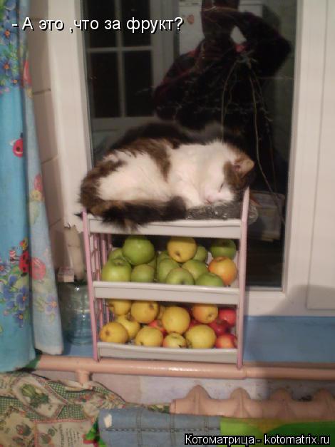 Котоматрица: - А это ,что за фрукт?