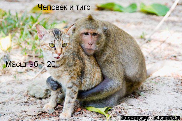 Человек и тигр Масштаб 1:20... Котоматрица: Человек и тигр Масштаб 1:20