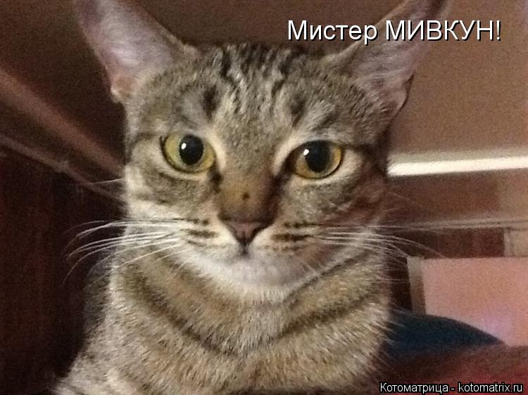 Котоматрица: Мистер МИВКУН!