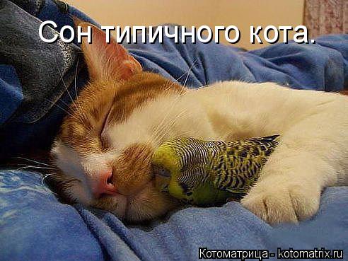 Котоматрица: Сон типичного кота.