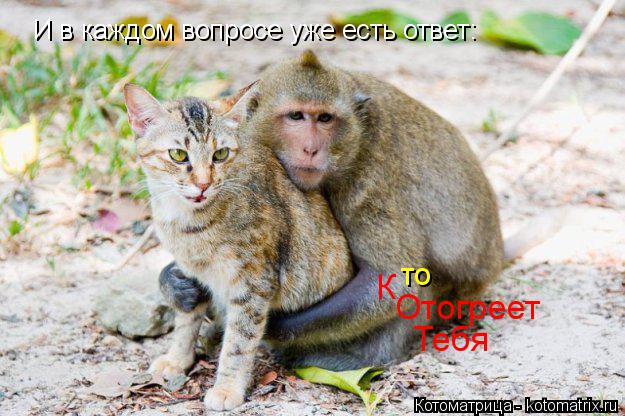 Котоматрица: И в каждом вопросе уже есть ответ: К то Отогреет Тебя