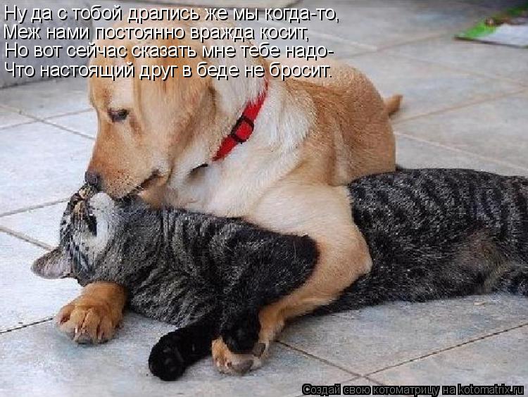Котоматрица: Ну да с тобой дрались же мы когда-то, Меж нами постоянно вражда косит, Но вот сейчас сказать мне тебе надо- Что настоящий друг в беде не броси
