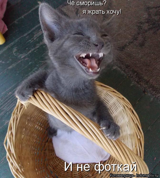 Котоматрица: Чё сморишь? я жрать хочу! И не фоткай