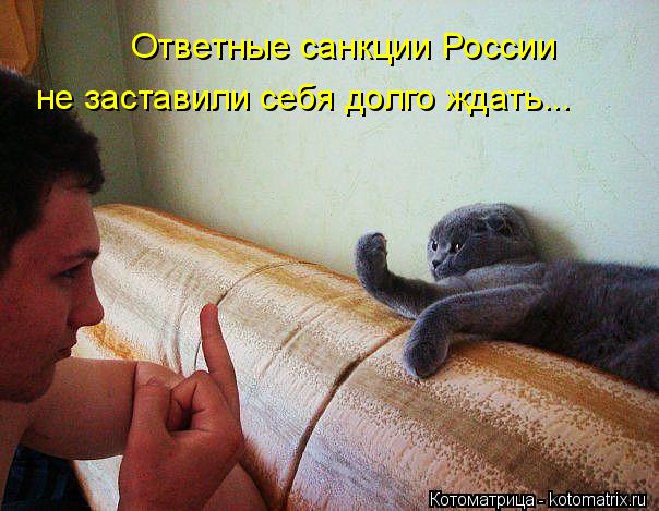 Котоматрица: Ответные санкции России не заставили себя долго ждать...