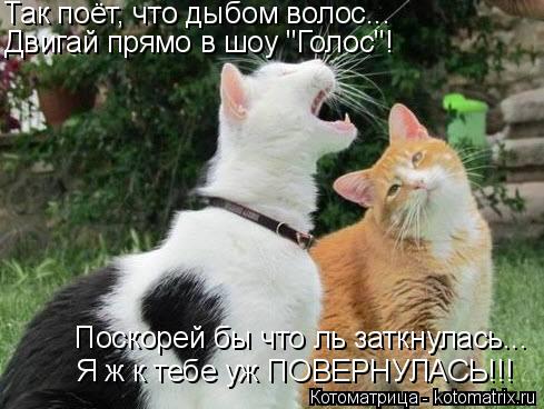 Котоматрица: Так поёт, что дыбом волос... Двигай прямо в шоу "Голос"! Поскорей бы что ль заткнулась... Я ж к тебе уж ПОВЕРНУЛАСЬ!!!