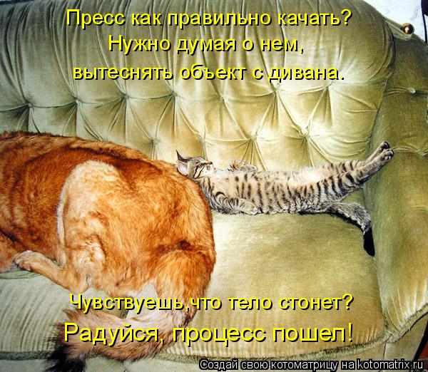 Котоматрица: Пресс как правильно качать? Нужно думая о нем,  вытеснять объект с дивана. Чувствуешь,что тело стонет? Pадуйся, процесс пошел!