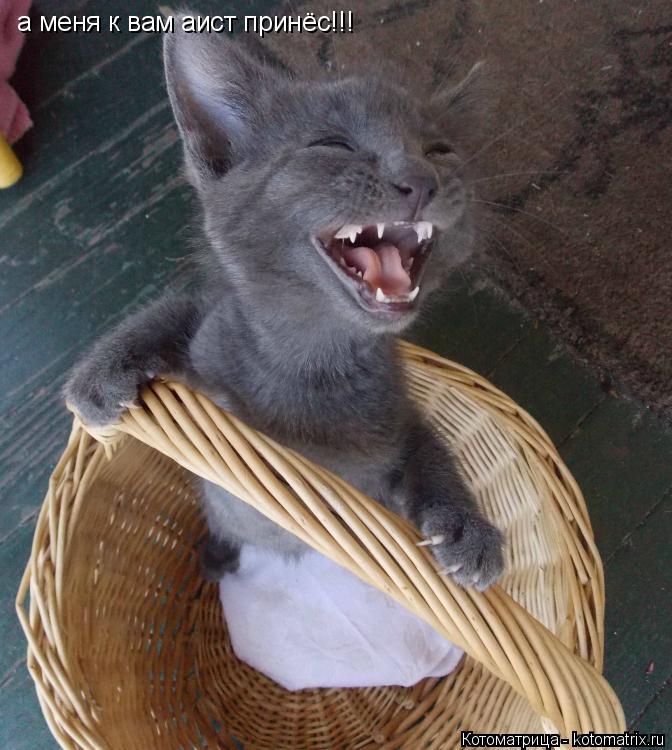 меня к вам аист принес а меня к вам аист принёс!!!... Котоматрица: меня к вам аист принес а меня к вам аист принёс!!!