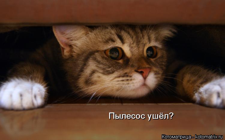 Пылесос ушёл?... Котоматрица: Пылесос ушёл?