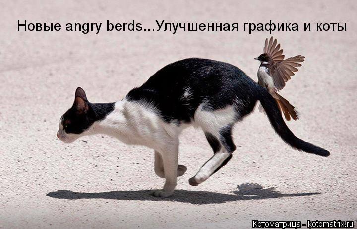 Котоматрица: Новые angry berds...Улучшенная графика и коты