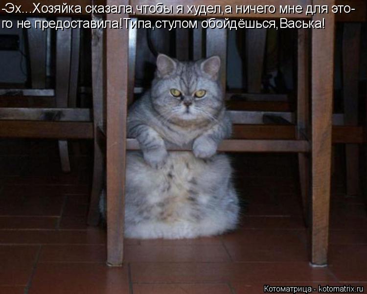 Котоматрица: -Эх...Хозяйка сказала,чтобы я худел,а ничего мне для это- го не предоставила!Типа,стулом обойдёшься,Васька!