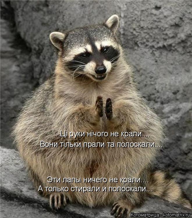 Ці руки нічого не крали.... Вони тільки прали та полоскали.... Эти лапы ничего не крали.... А только ... Котоматрица: Ці руки нічого не крали.... Вони тільки прали та полоскали.... Эти лапы ничего не крали.... А только стирали и полоскали...
