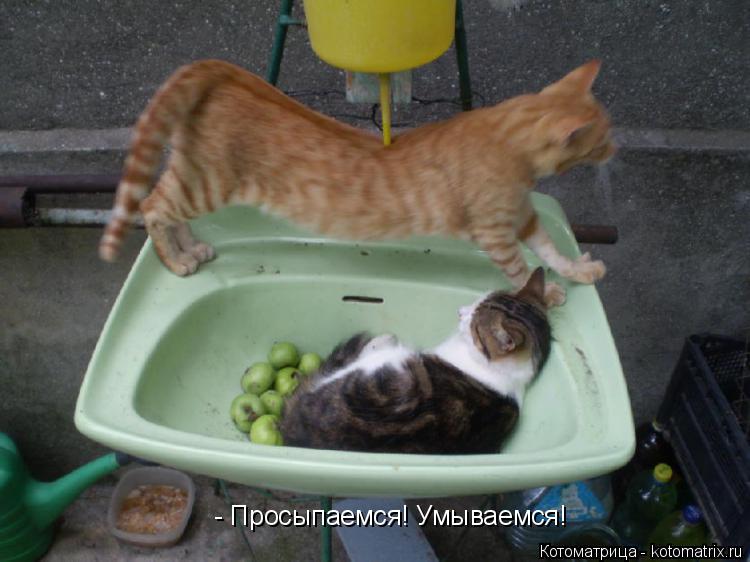 Котоматрица: - Просыпаемся! Умываемся!