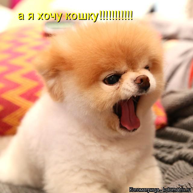 а я хочу кошку!!!!!!!!!!!... Котоматрица: а я хочу кошку!!!!!!!!!!!