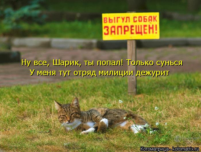 Котоматрица: Ну все, Шарик, ты попал! Только сунься У меня тут отряд милиции дежурит