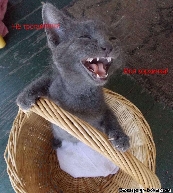 Не трогай!!!!!!!! Моя корзинка!... Котоматрица: Не трогай!!!!!!!! Моя корзинка!