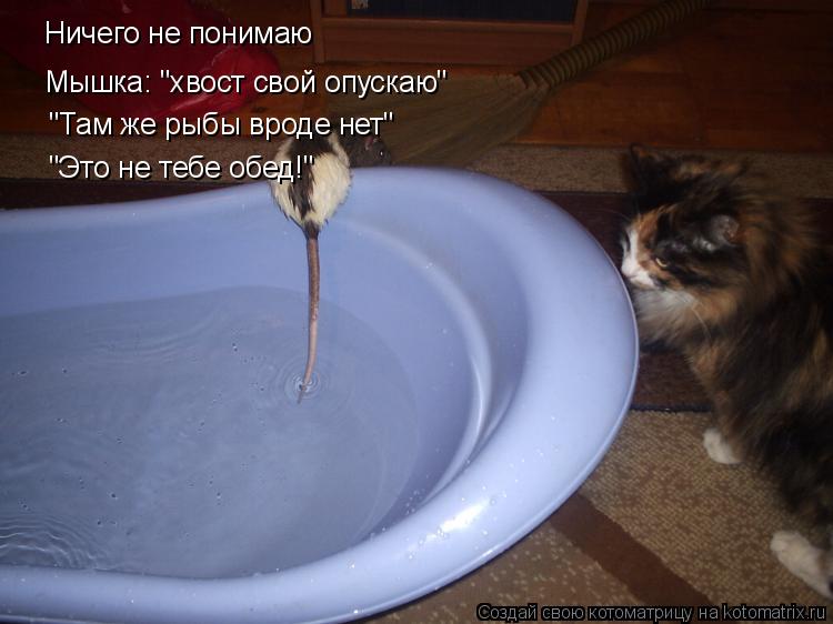 Ничего не понимаю Мышка: "хвост свой опускаю" "Там же рыбы вроде нет" "Это не тебе обед!"... Котоматрица: Ничего не понимаю Мышка: "хвост свой опускаю" "Там же рыбы вроде нет" "Это не тебе обед!"
