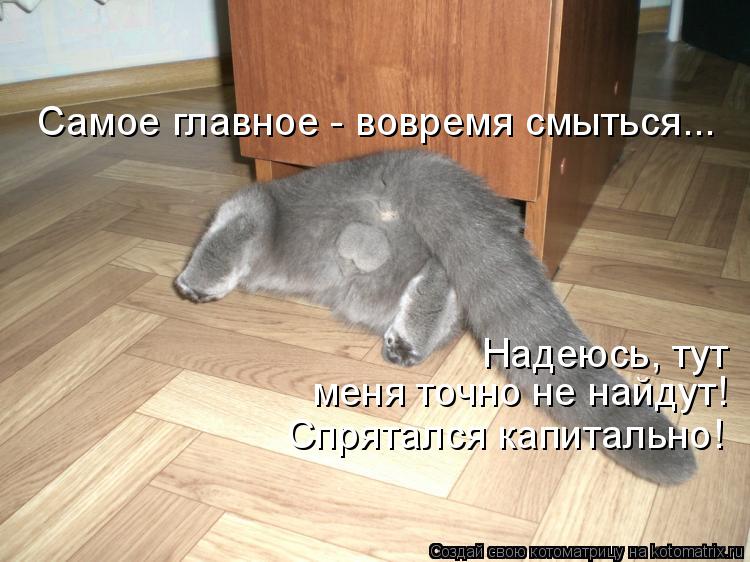 Самое главное - вовремя смыться... Надеюсь, тут меня точно не найдут! Спрятался капитально!... Котоматрица: Самое главное - вовремя смыться... Надеюсь, тут меня точно не найдут! Спрятался капитально!