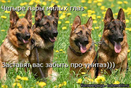 Четыре пары милых глаз Заставят вас забыть про унитаз)))... Котоматрица: Четыре пары милых глаз Заставят вас забыть про унитаз)))