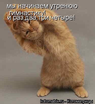 мы начинаем утренюю гимнастику! и раз,два,три,четыре!... Котоматрица: мы начинаем утренюю гимнастику! и раз,два,три,четыре!