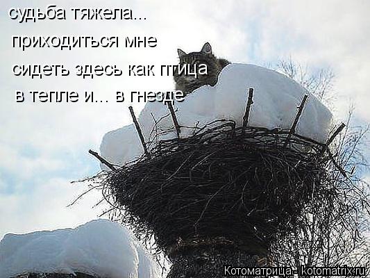 судьба тяжела... приходиться мне сидеть здесь как птица в тепле и... в гнезде... Котоматрица: судьба тяжела... приходиться мне сидеть здесь как птица в тепле и... в гнезде