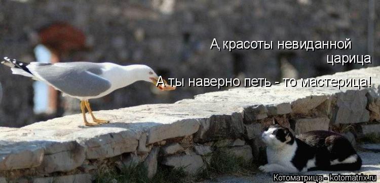 А красоты невиданной царица А ты наверно петь - то мастерица! ,... Котоматрица: А красоты невиданной царица А ты наверно петь - то мастерица! ,