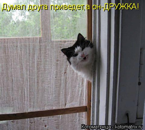 Котоматрица: Думал друга приведет,а он-ДРУЖКА!