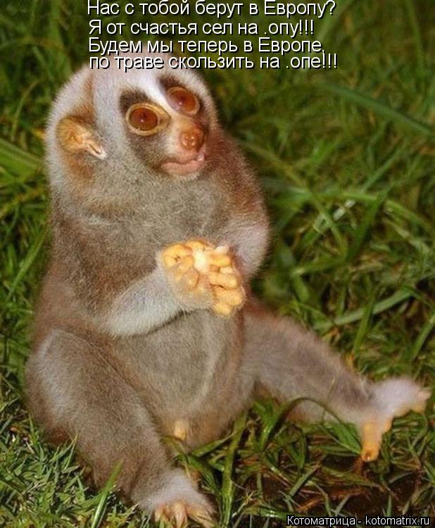 Котоматрица: Я от счастья сел на .опу!!! Будем мы теперь в Европе, по траве скользить на .опе!!! Нас с тобой берут в Европу?