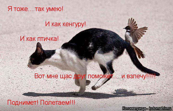 Я тоже....так умею! И как кенгуру! И как птичка! Вот мне щас друг поможет.....и взлечу!!!!! Поднимет... Котоматрица: Я тоже....так умею! И как кенгуру! И как птичка! Вот мне щас друг поможет.....и взлечу!!!!! Поднимет! Полетаем!!!