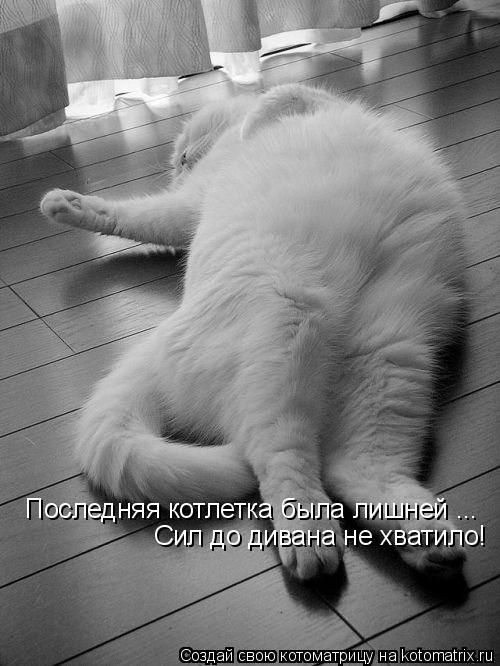 Котоматрица: Последняя котлетка была лишней ... Сил до дивана не хватило!
