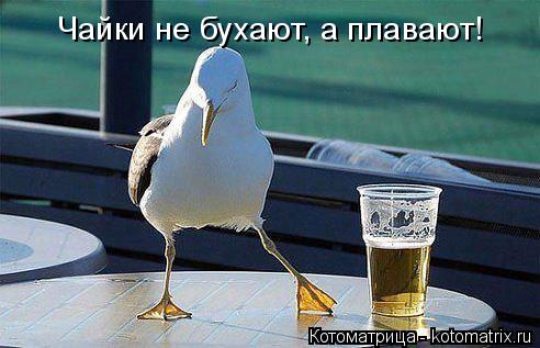 Котоматрица: Чайки не бухают, а плавают!